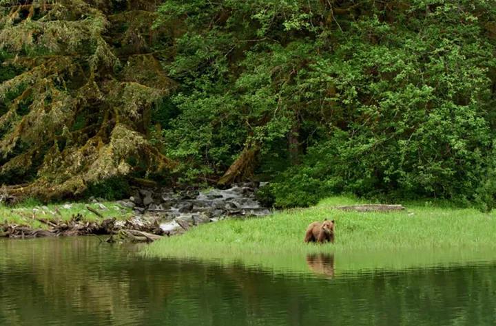 9 منطقه عالی برای تماشای حیات‌وحش کانادا